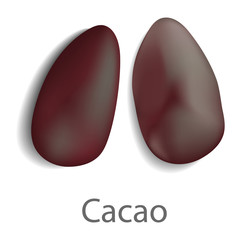 Cacao mockup. Realistic illustration of cacao vector mockup for web design isolated on white background