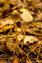 Deux champignons en forêt