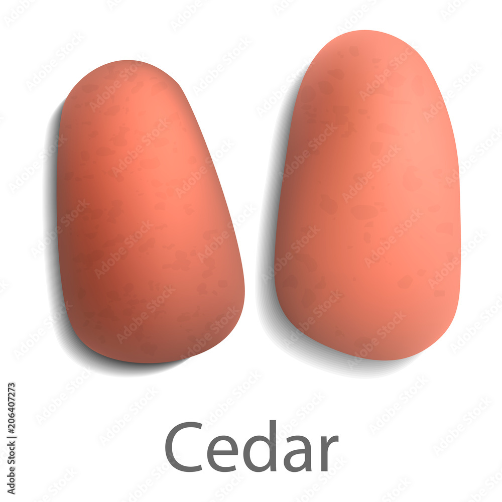 Poster cedar mockup. realistic illustration of cedar vector mockup for web design isolated on white backgro