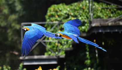 guacamayo