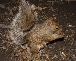 Squirrel eating on the ground