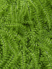 Fern
