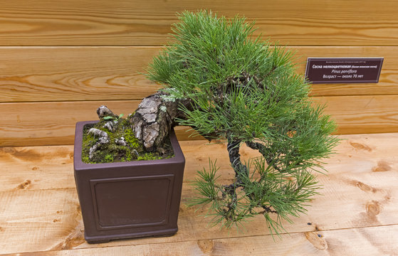 Bonsai tree  - Japanese black pine