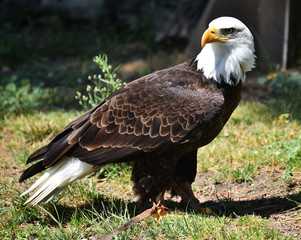 aguila calva americana