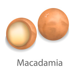 Macadamia mockup. Realistic illustration of macadamia vector mockup for web design isolated on white background