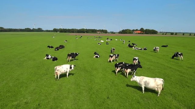 slow motion drone view of the green meadow, dutch scenery