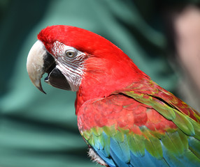 guacamayo
