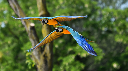 guacamayo © alberto