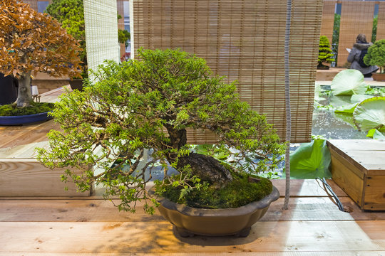 Bonsai tree  - southern Japanese hemlock.