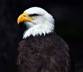aguila de cabeza blanca americana