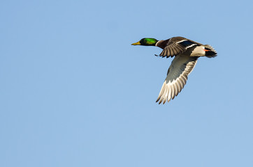 Obraz premium Lone Mallard Duck Flying in a Blue Sky