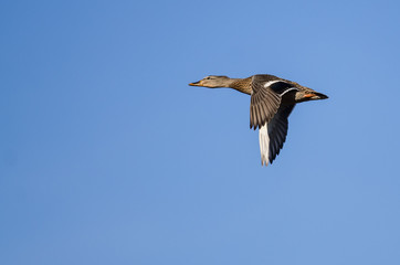 Mallard Duck Flying in a Blue Sky