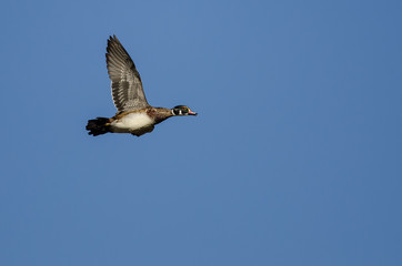Wood Duck Flying in a Blue Sky