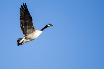 Canada Goose Flying in a Blue Sky