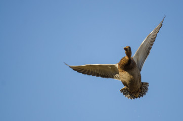 Mallard Duck Flying in a Blue Sky