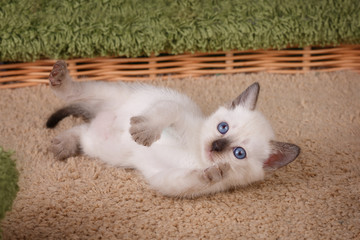 Little cute siamese kitten
