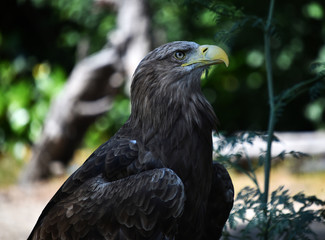 pigargo gigante