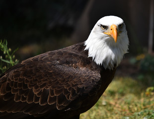 aguila de cabeza blanca americana