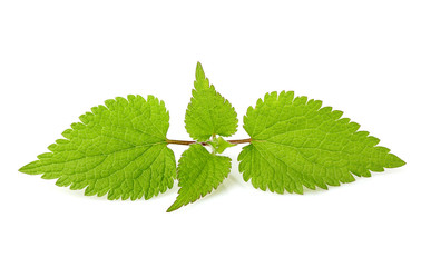 Nettle isolated closeup.