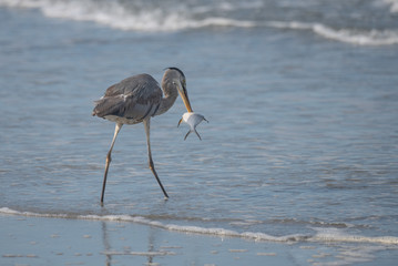 great blue heron has speared his dinner