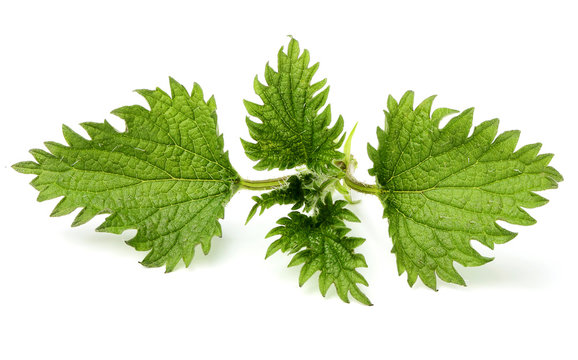 Leaves of nettle isolated.