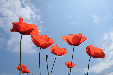 poppies flowers on blue sky background