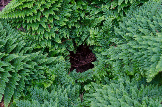 Soft shield fern - Polystichum Setiferum. Plumosum Densum