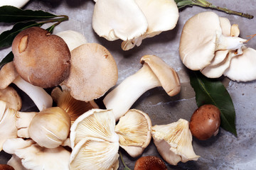 variety of raw mushrooms on grey table. oyster and other fresh mushrooms