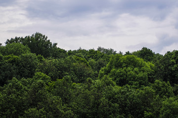 Trees and the cloudy sky