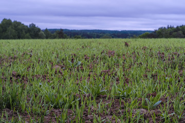 Field, trees and the cloudy sky