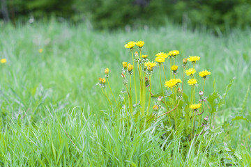 image of a dandelion