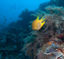 Photo of coral colony.