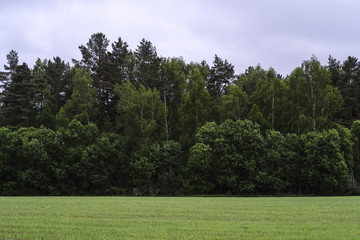 Fototapeta na wymiar Field, trees and the cloudy sky