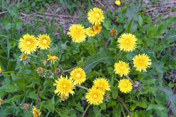 Obraz premium image of a dandelion
