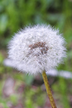 image of a dandelion