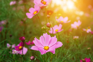 Pink Cosmos floral background in vintage style.