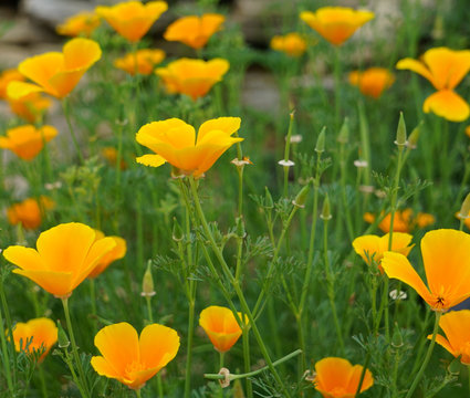 Close up of the flower blooms of  the Eschscholtzia Californica commonly known as the California or Golden Poppy