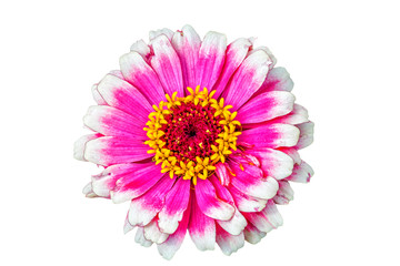 White-purple flower of a zinnia on a white background