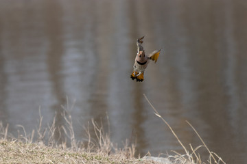 Male Northern Yellow-Shafted Flicker