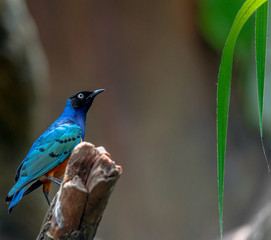 Deep Blue, Orange and Aqua Plumage on a Superb Starling Perched on a Branch