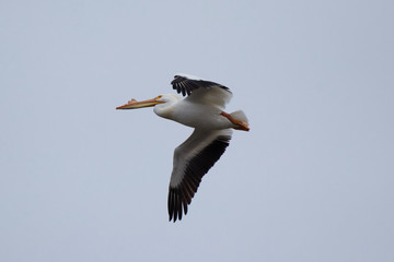 White Pelican Aloft