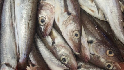 Frische Atlantische Sardinen auf dem Fischmarkt