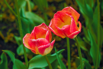 Variegated tulips