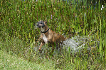 dog running in the swamp