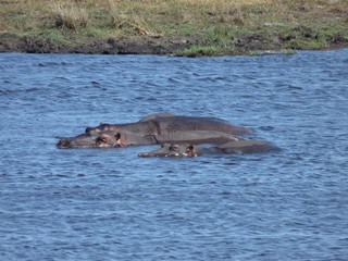 Fototapeta premium South African Hippo in the water