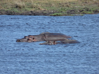 South African Hippo in the water