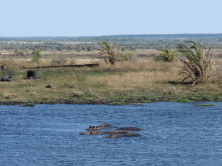 Fototapeta premium South African Hippo in the water
