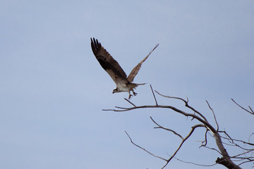 Launch of the Osprey
