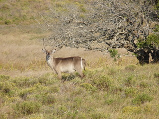 South African antelope