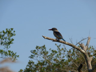 South African bird sitting on a tree